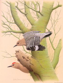 威廉 齊默曼 Gila Woodpecker